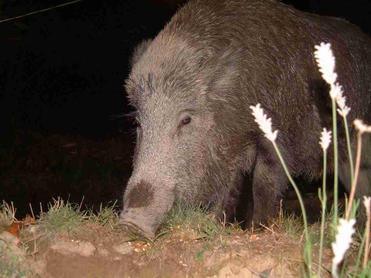  Image name: DSCF0044.JPG 
 width: 1280 pixel 
 height: 960 pixel 
 Size: 72219 bytes 
 Click to enlarge 